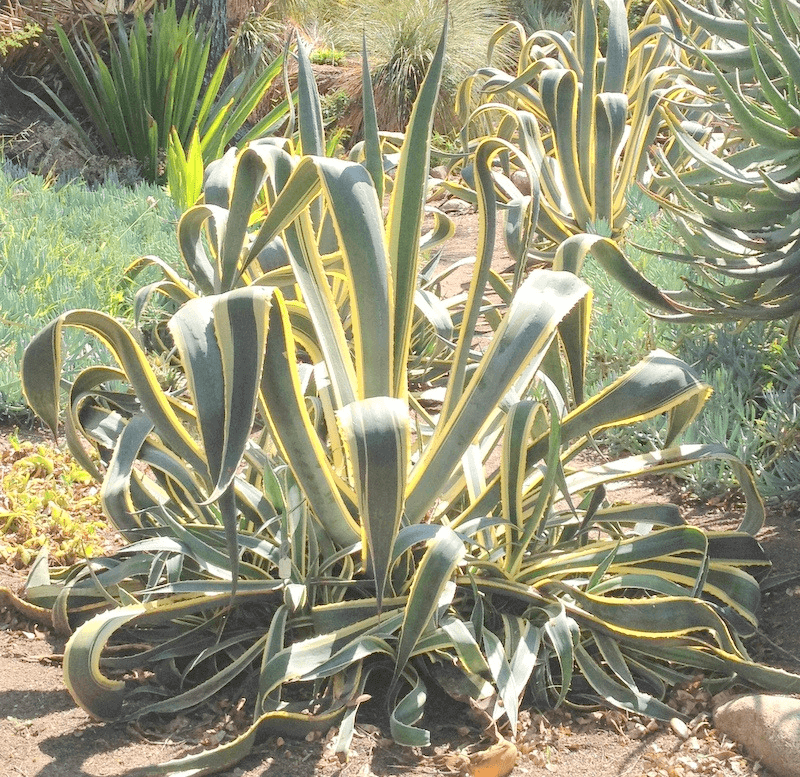Variegated Century Plant