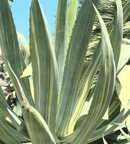 Striped Century Plant