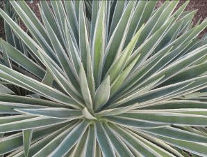 Caribbean Agave