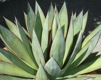Blue Glow Agave