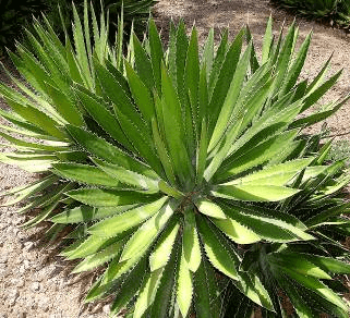Thorncrest Century Plant