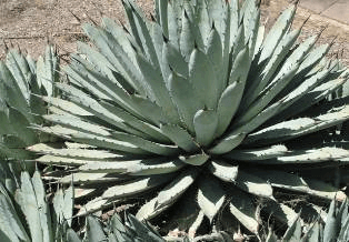 Black-spine Agave