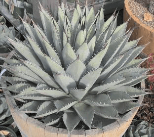 New Mexico Century Plant
