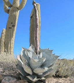 Blue Ice Agave