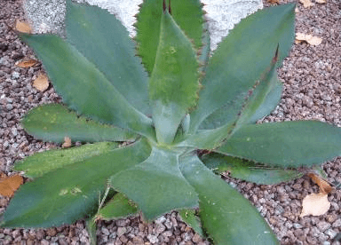Cow Horn Agave