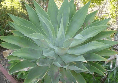 Foxtail Agave