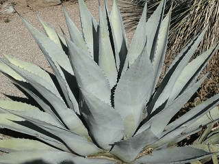 Havard’s Century Plant