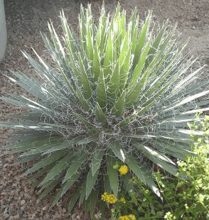 Shaggy Head Agave