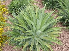 Smooth Agave