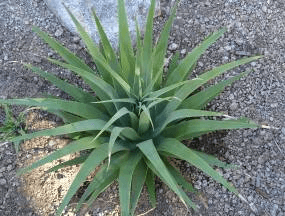 Squid Agave