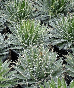 Thread-leaf Agave