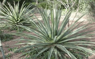 Palmer’s Agave