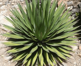 Mescal Pelon