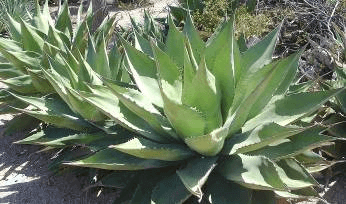 Coastal Century Plant