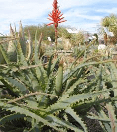 Candelabra Aloe, Torch Aloe