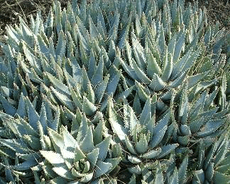 Shortleaf Aloe