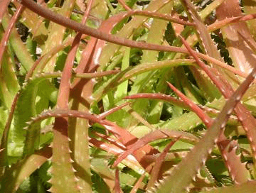 Sunset Aloe