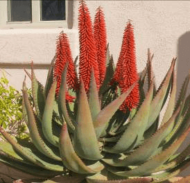 Cape Aloe