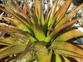 South African Aloe