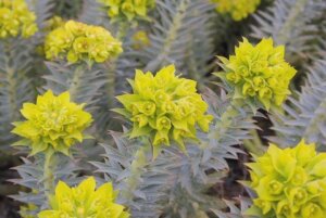 Euphorbia rigida, Gopher plant in bloom