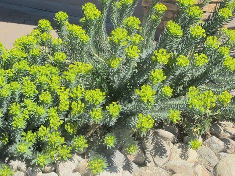 Gopher plant is the March Plant of the Month!