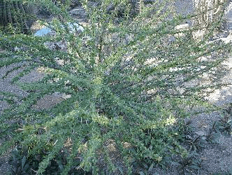 Mexican Tree Ocotillo