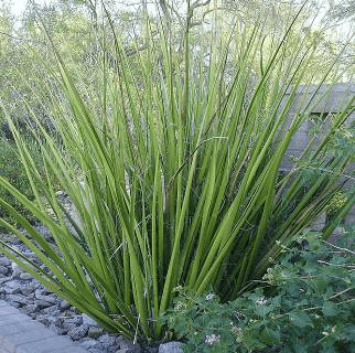 Giant Hesperaloe