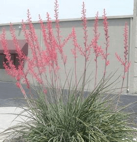 Red Yucca, Yellow Yucca