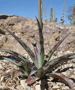 Rattlesnake Agave