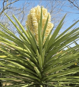 Banana Yucca