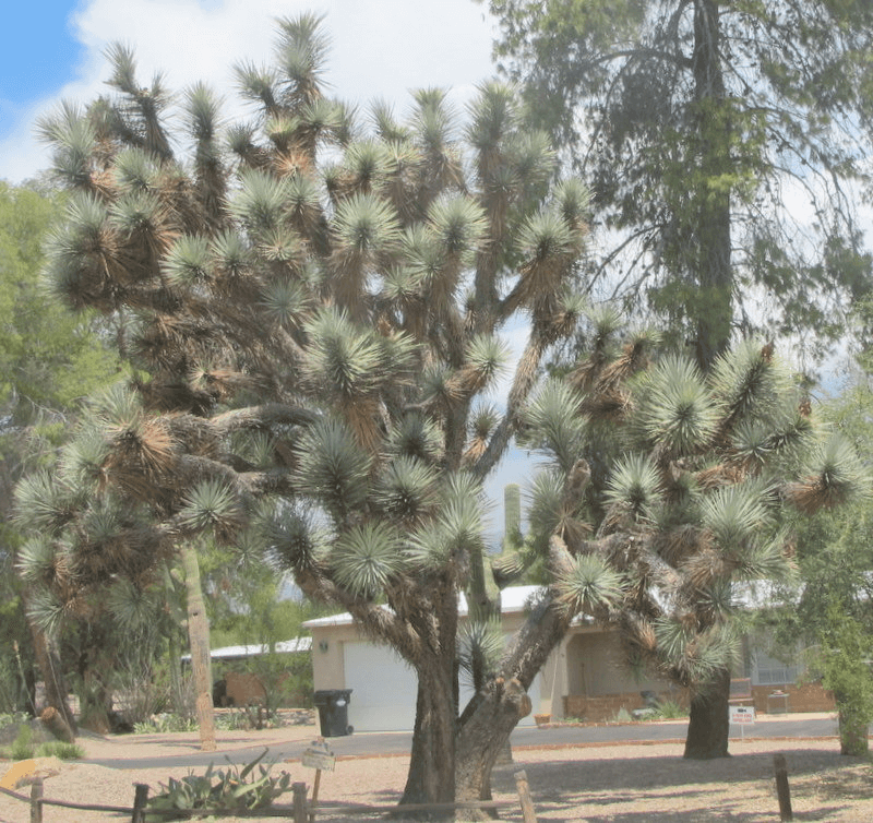 Joshua Tree