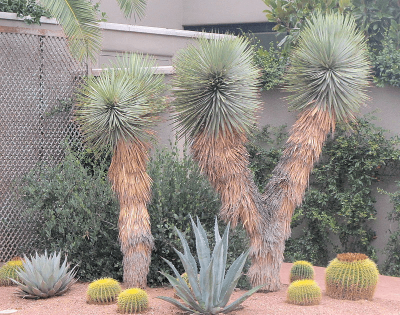 Soaptree Yucca