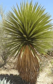 Faxon Yucca