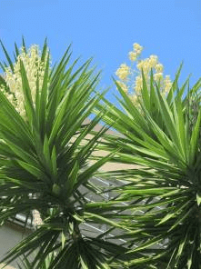 Spanish Dagger