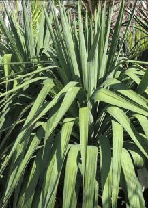 Pendulous Yucca