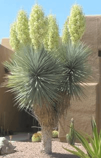 Blue Yucca
