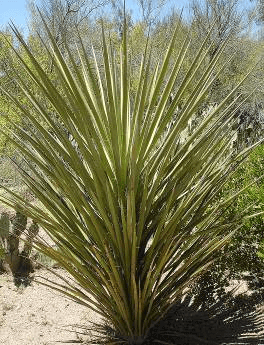 Torrey’s Yucca
