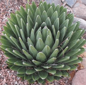 Queen Victoria Agave