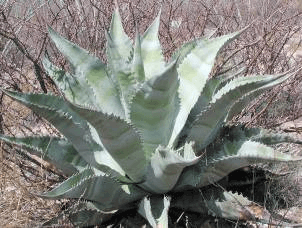 Zebra Agave