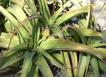 Van Balen’s Aloe