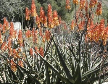 Medicinal Aloe