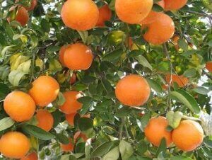 clip_image003 (1)