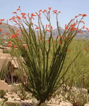 Ocotillo