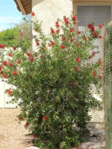 Callistemon citrinus, Lemon Bottlebrush