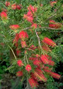 Callistemon citrinus, Lemon bottlebrush-001