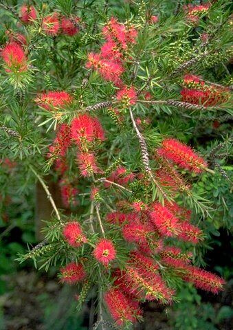 Bottle Brush is the April Plant of the Month!
