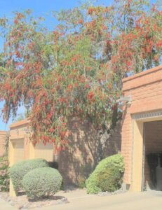 Callistemon viminalis, Weeping bottlebrush-001