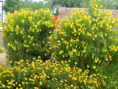 Gold Star is the May Plant of the Month!