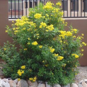 Tecoma stans ‘Gold star’, Yellow Bells, Gold Star Esperanza 938x942