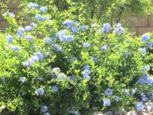 Plumbago auriculata, Plumbago